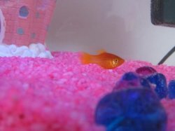 fish healthy.jpg fish healthy.jpg