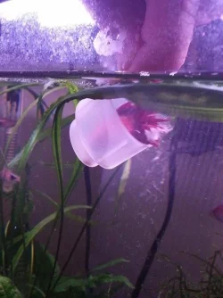 feeding from cup 1.webp feeding from cup 1.webp
