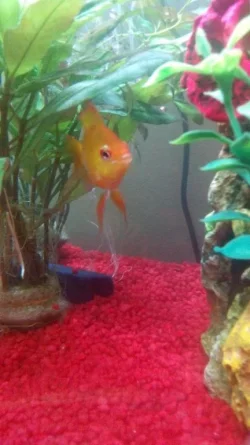 Image 1 of fish no tag.webp
