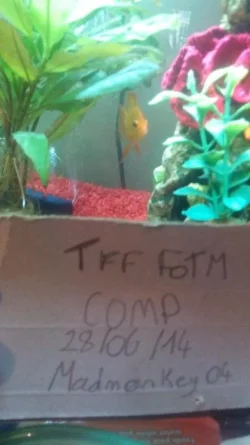 Image 2 of fish with tag.webp