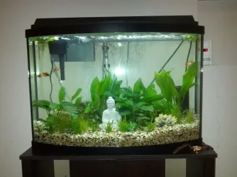 Tank.webp