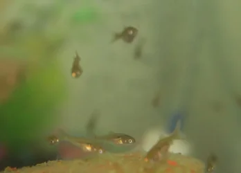 guppy fry?.webp