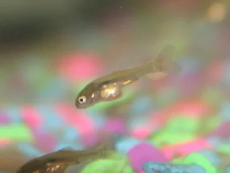 what kind of fry is this? 1.webp
