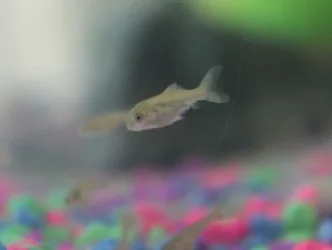 What kind of fry is this? 2.webp