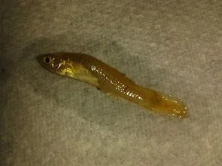 resize fish2.webp resize fish2.webp