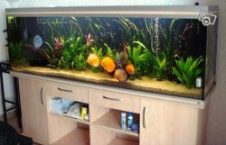 aquari11.jpg aquari11.jpg