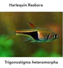 Harlequin.jpg Harlequin.jpg