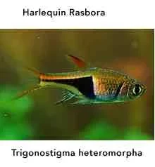 Harlequin.webp Harlequin.webp