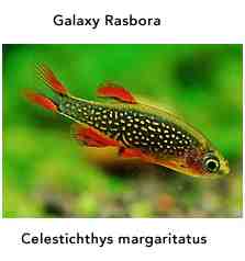 IMG_7523_rasbora.jpg IMG_7523_rasbora.jpg