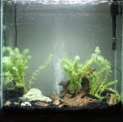 30 gallon tank.jpg