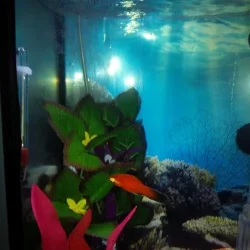 sickplaty.webp