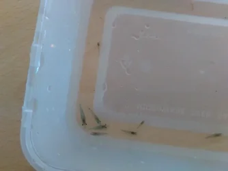 Blue Jelly Shrimp.webp Blue Jelly Shrimp.webp