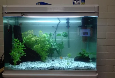 fish tank.webp