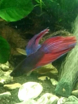 Betta.webp