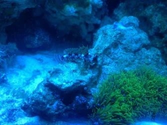 image.webp