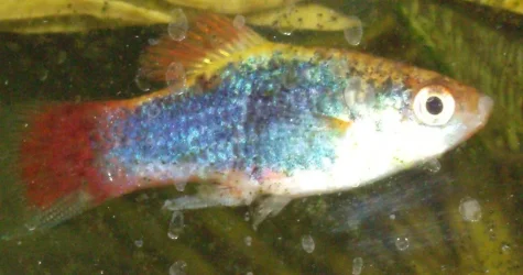 Fish.webp Fish.webp