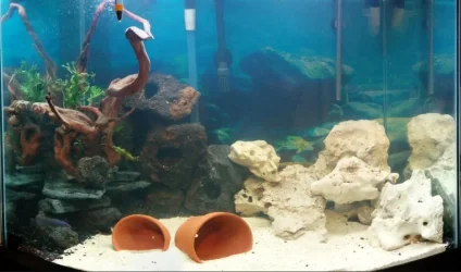 tankmbuna.webp