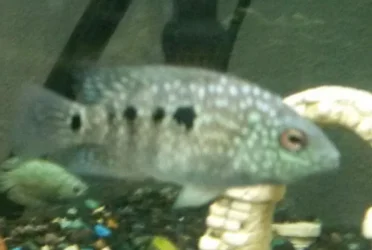 fish3.webp