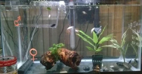 quarantine tank july 19 2014.webp quarantine tank july 19 2014.webp