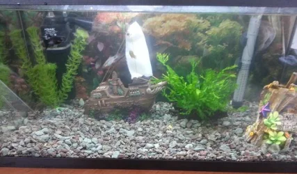 tank.webp