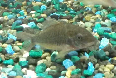 catfish3.webp