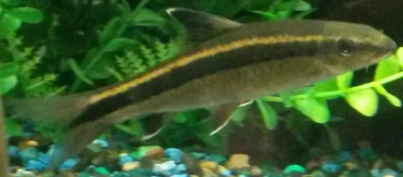 albino5.webp