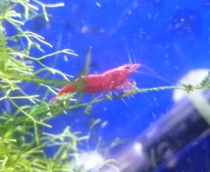 Painted Fire Red_3.webp