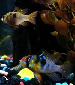 20140802_213702.webp