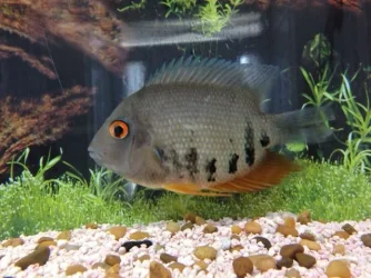 Cichlid-1-Small.webp