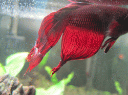 IMG_5928.gif