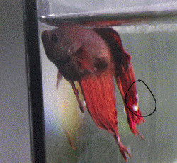IMG_5982.gif