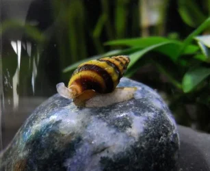 Assassin snail edit.webp