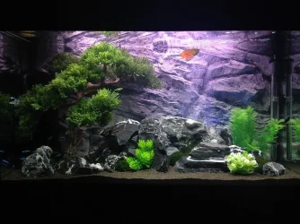 New Bonsai.webp