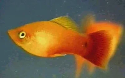 Sunset_Platy.webp