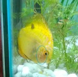 discus-red-gills.webp