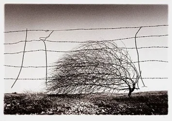 tumbleweed-med.webp
