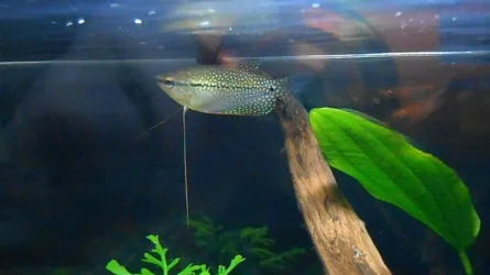 Pearl Gourami.webp