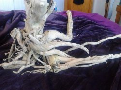 driftwoooooood.jpg driftwoooooood.jpg