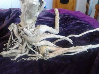driftwoooooood.webp driftwoooooood.webp