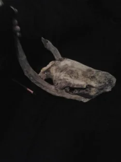 skull.webp skull.webp