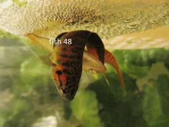 IMG_2271 fish 48.webp