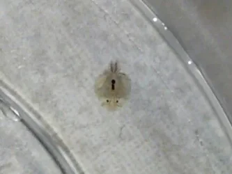 Hitchhiker in 45 gallon.webp