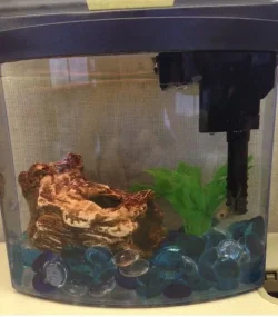 fish2.webp