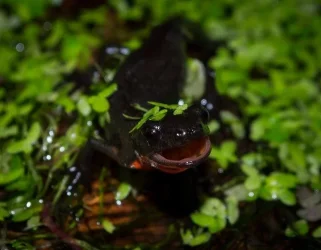 newt.webp newt.webp