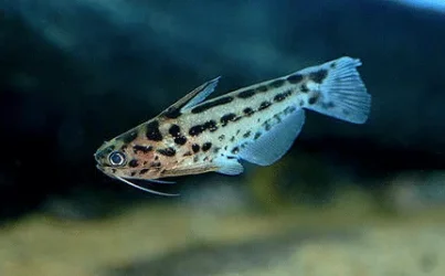 little fishy.webp