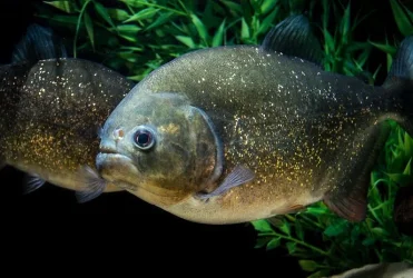 piranha2.webp piranha2.webp