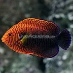 potters angelfish.webp