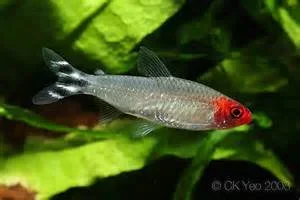 fish.webp