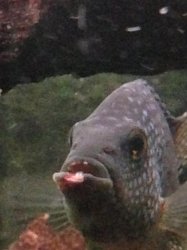 fish1.jpg fish1.jpg