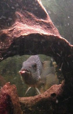 fish 2.jpg fish 2.jpg